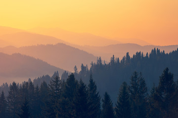 生僻唯美的花名大全