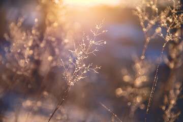 生僻唯美的花名大全