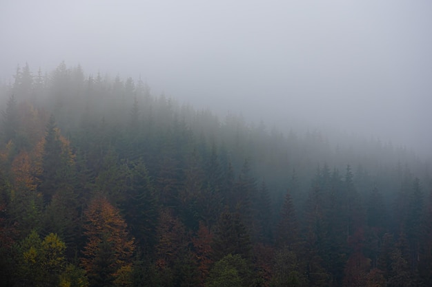 跟花有关的英文名